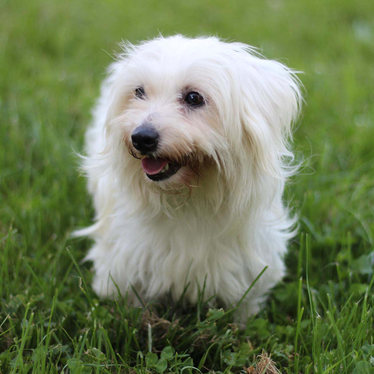 8 Small Hypoallergenic Dog Breeds That Don't Shed