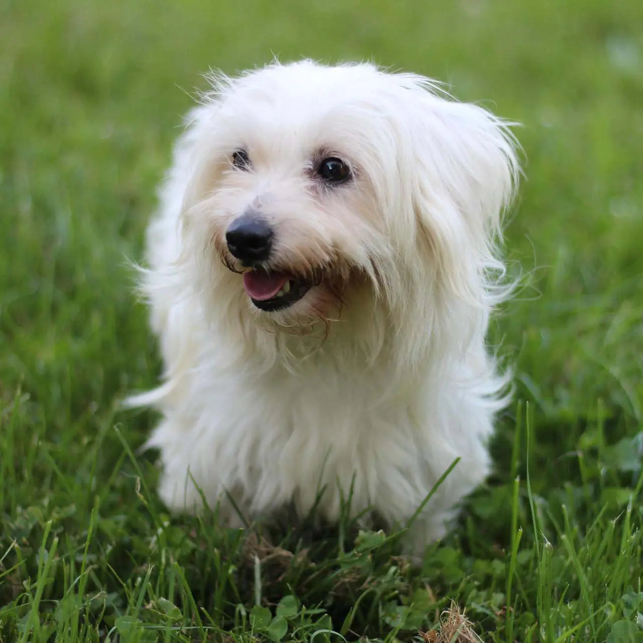 8-Small-Hypoallergenic-Dog-Breeds-That-Don-t-Shed PopArtYouShop