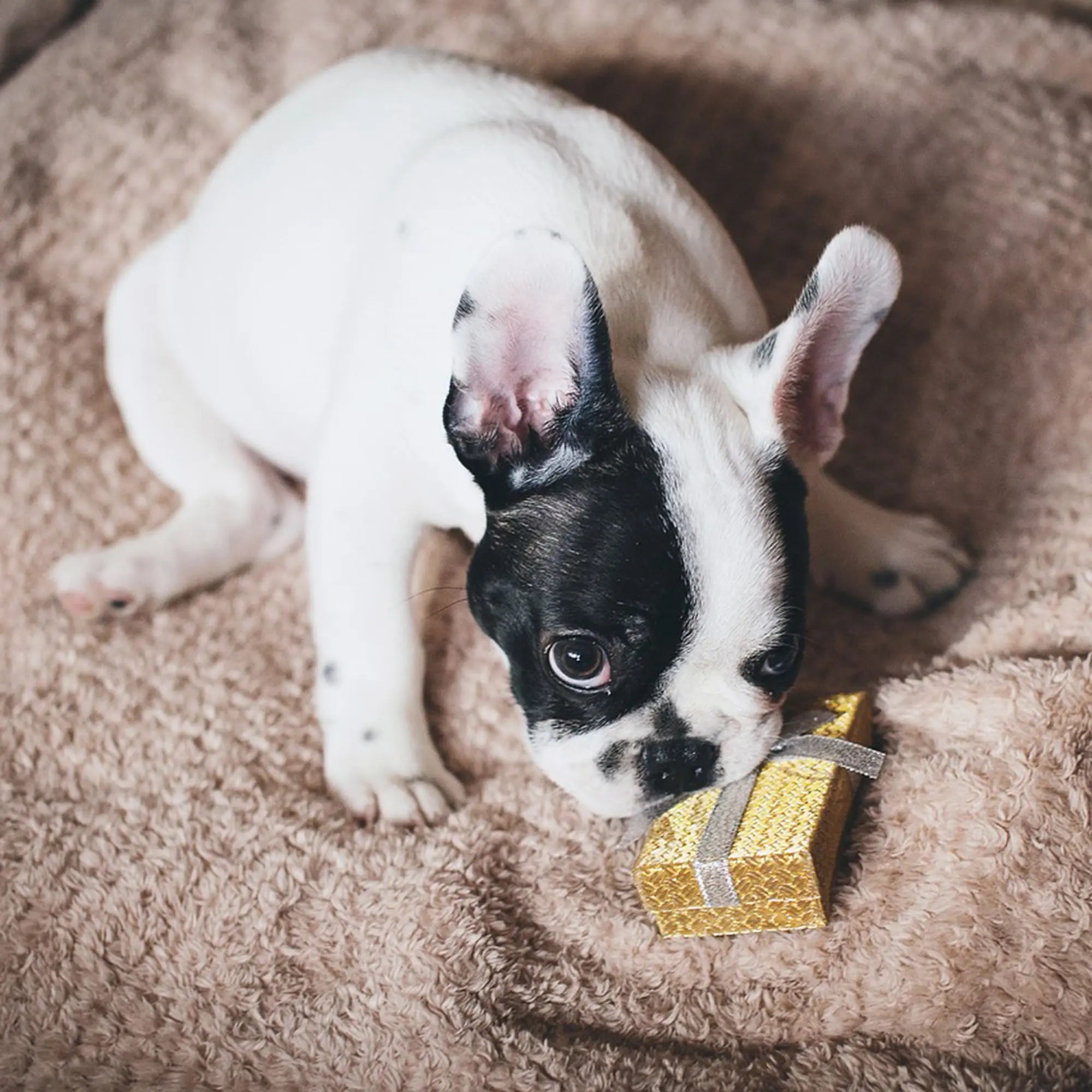 12-Dog-s-Birthday-Gift-Ideas PopArtYouShop