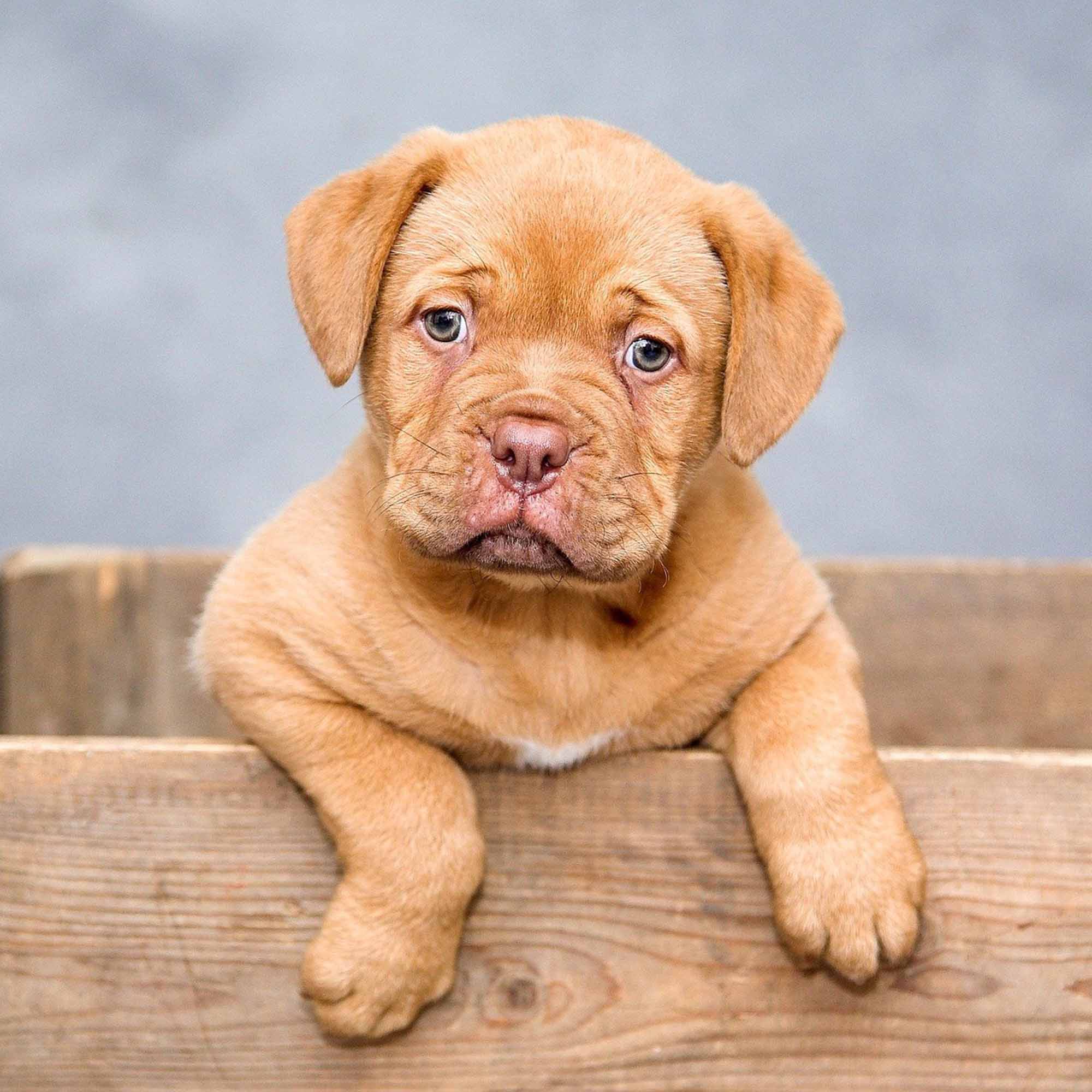 How-to-Name-a-Dog PopArtYouShop