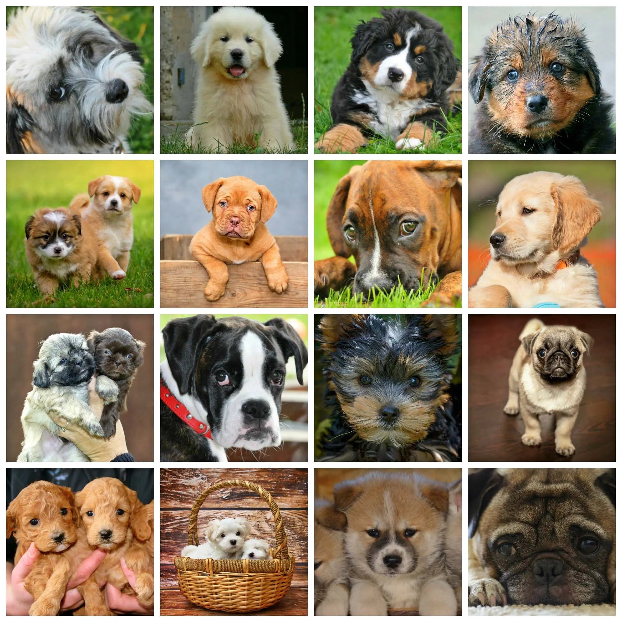 7-Most-Popular-Dog-Breeds PopArtYouShop