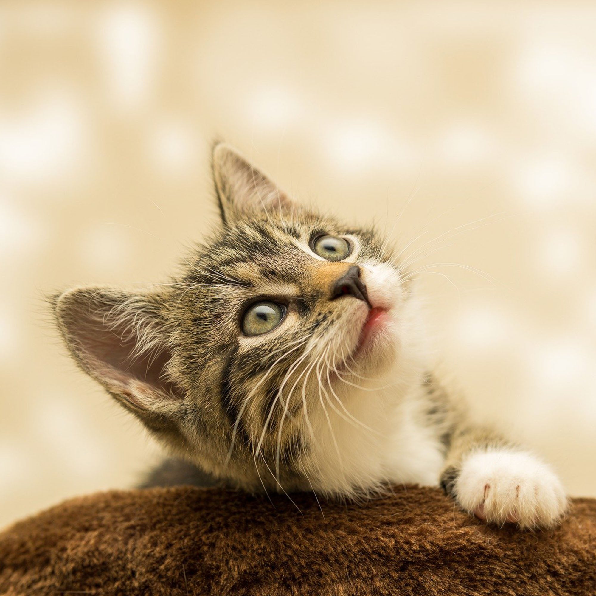 7 Benefits of Cat Ownership