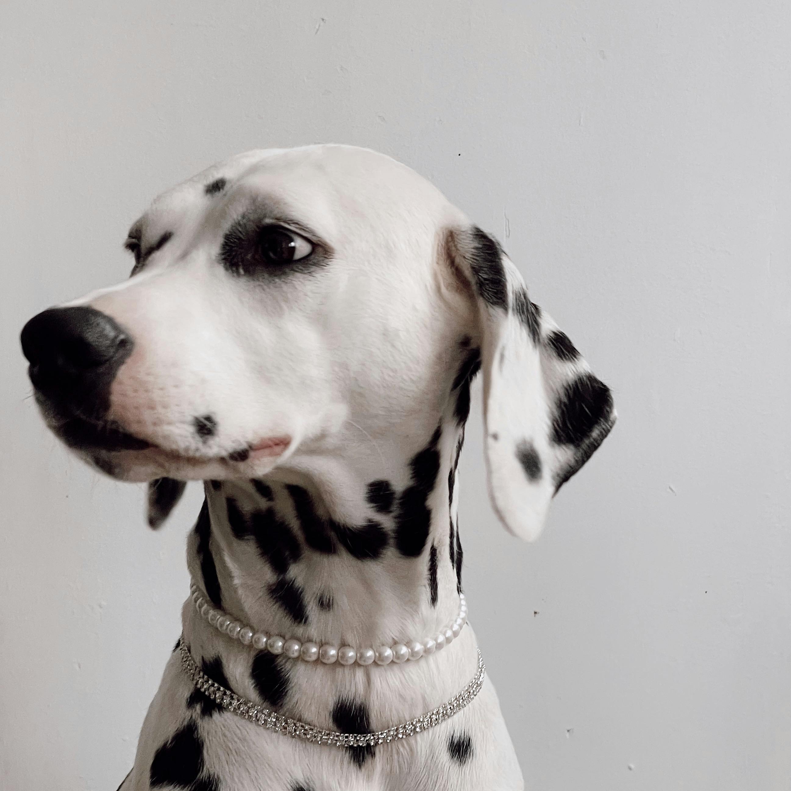 Regal custom pet portrait with crown and royal accessories by PopArtYou – Pets as Kings viral art