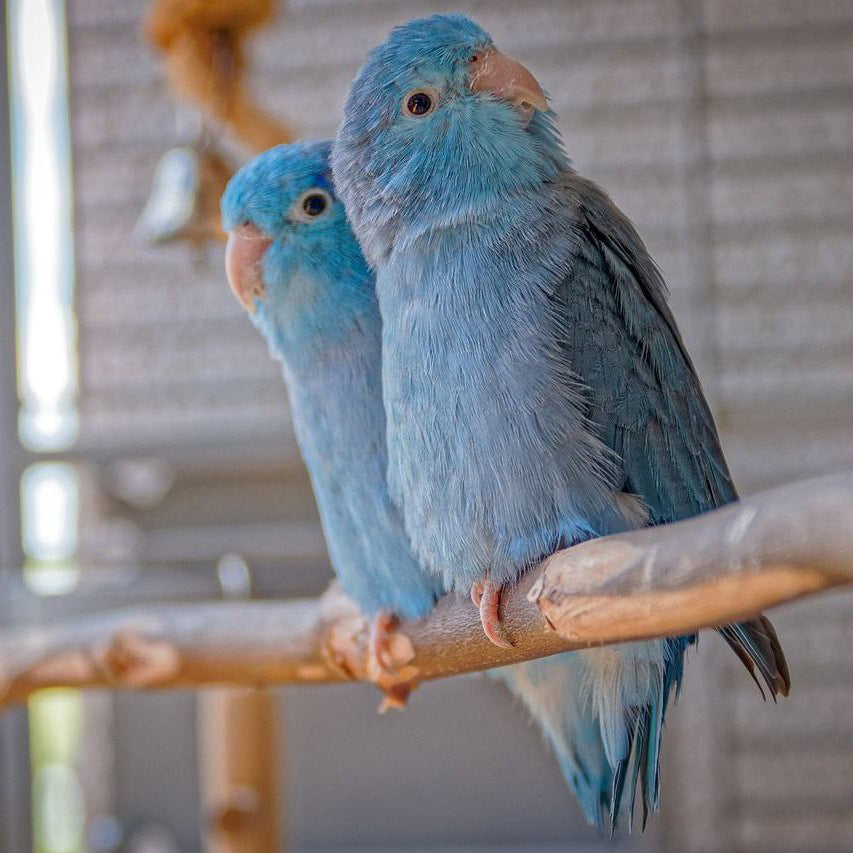 How to Care for a Parrot to Keep the Pet Happy: The Best Tips for Beginners