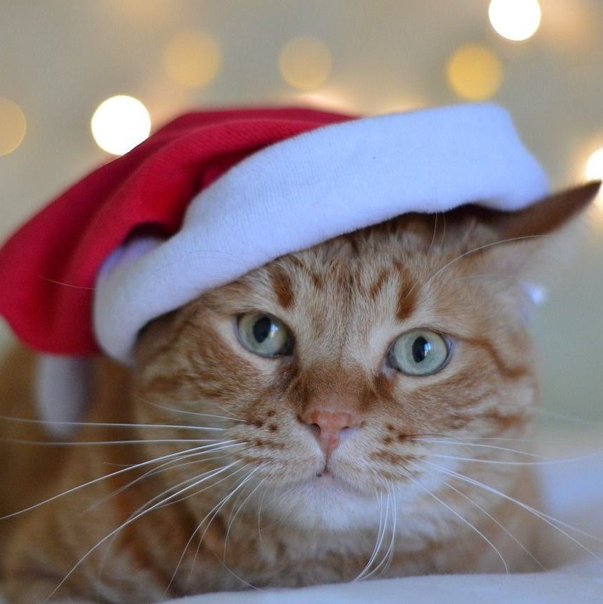 Holidays Are Coming: 5 Christmas Gifts for Cat Lovers