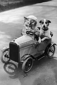 A girl with her boyfriend in the car retro pet portrait
