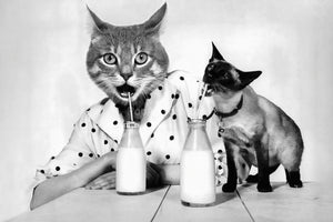 Milk lovers retro pet portrait