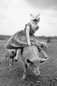 Pig rider retro pet portrait
