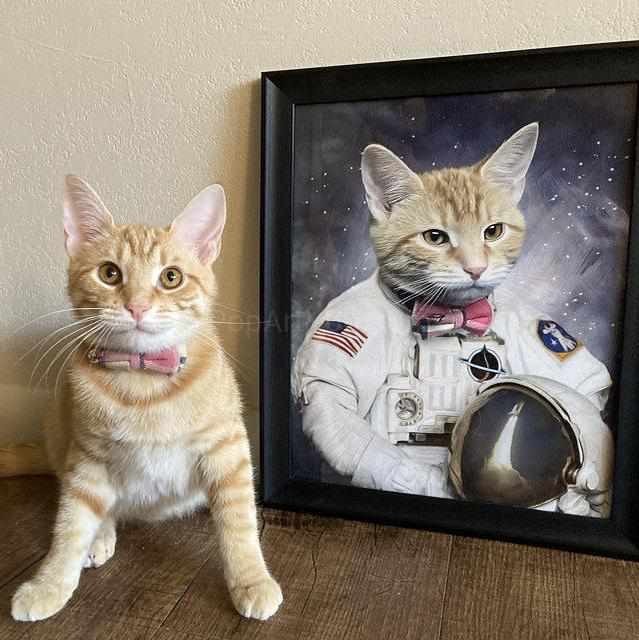 The cat sits beside himself dressed in the white clothes of an American astronaut